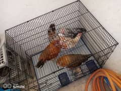 chicken with cage