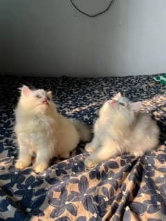 Persian cat vaccination clear for urgent sale 03484580261 my WhatsApp