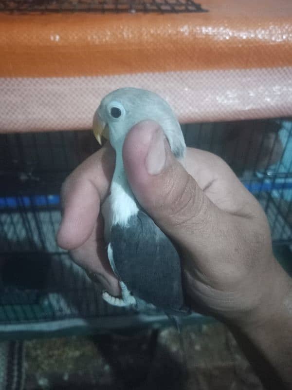 parrot lover 03441567770 3