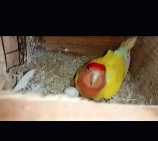 parrot lover 03441567770 4