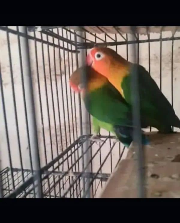 parrot lover 03441567770 5