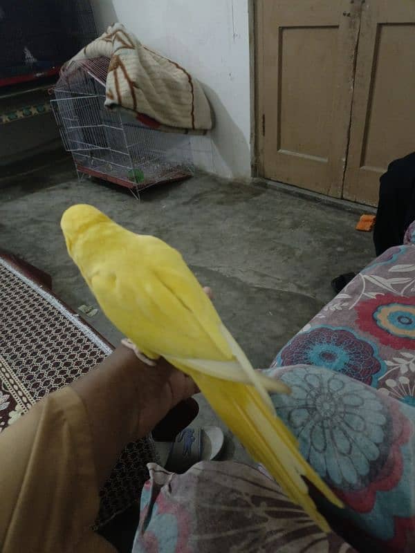 yellow parrot available for sale 1