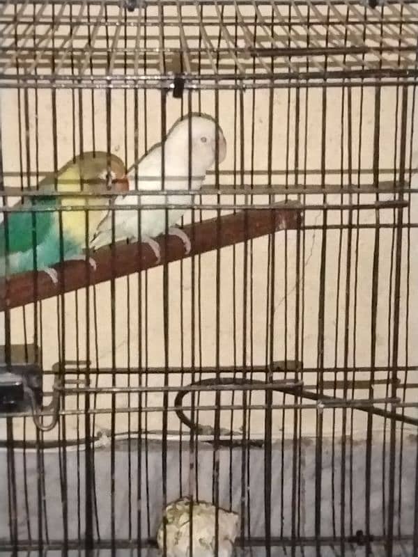 albaino red eye pair with cage and box 3