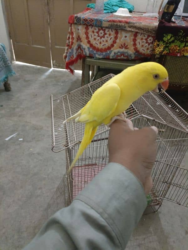 yellow parrot 0