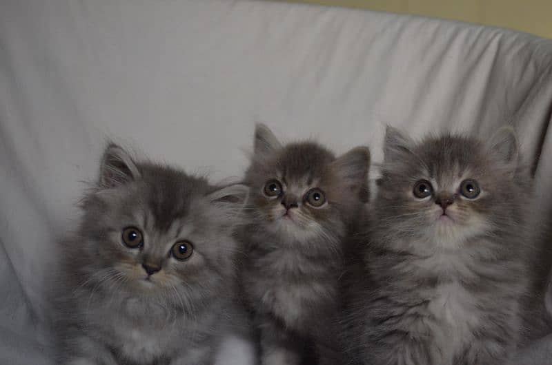 3 kittens for sale 0