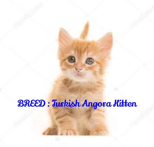 Cream-Colored Cute Turkish Angora Kitten and her Cage house for Sale 0