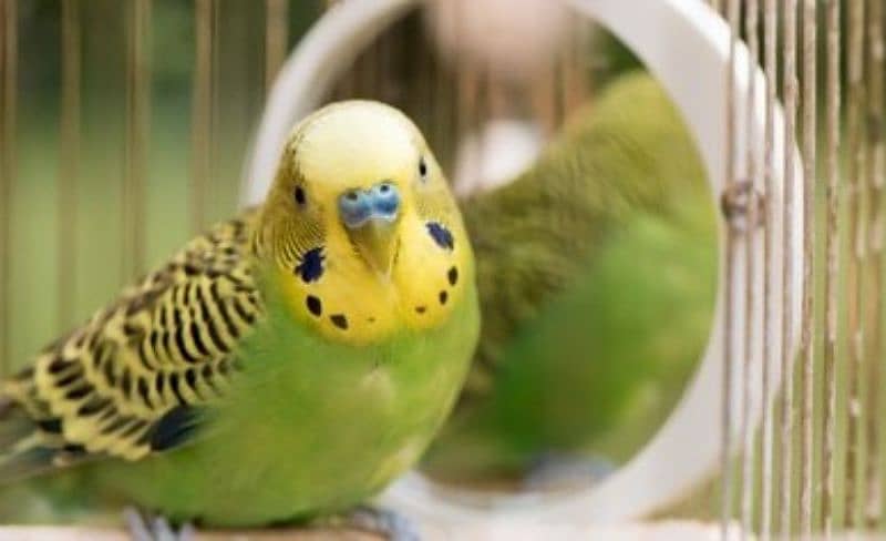 budjie Australian parrot male for sale 0