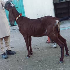 Nagri goat for sale