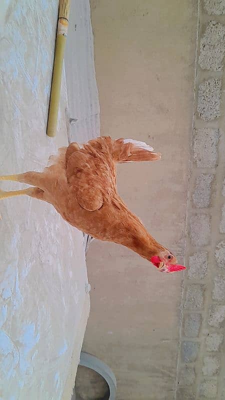 Dasi hens very active 4