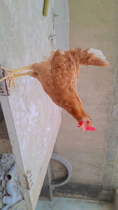 Dasi hens very active 5