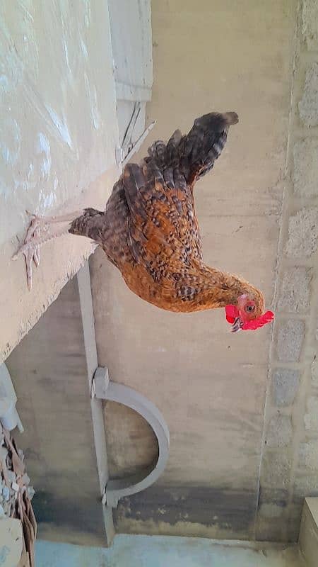 Dasi hens very active 10