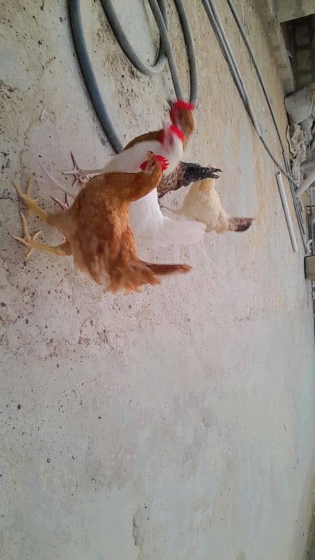 Dasi hens very active 11