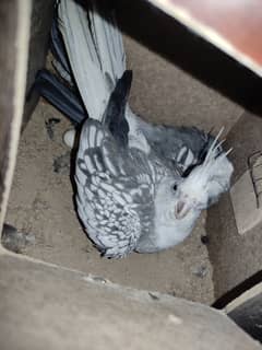 Cockatiel Breeder Pair With Fertile Eggs & Big Wooden Cage in Lahore.