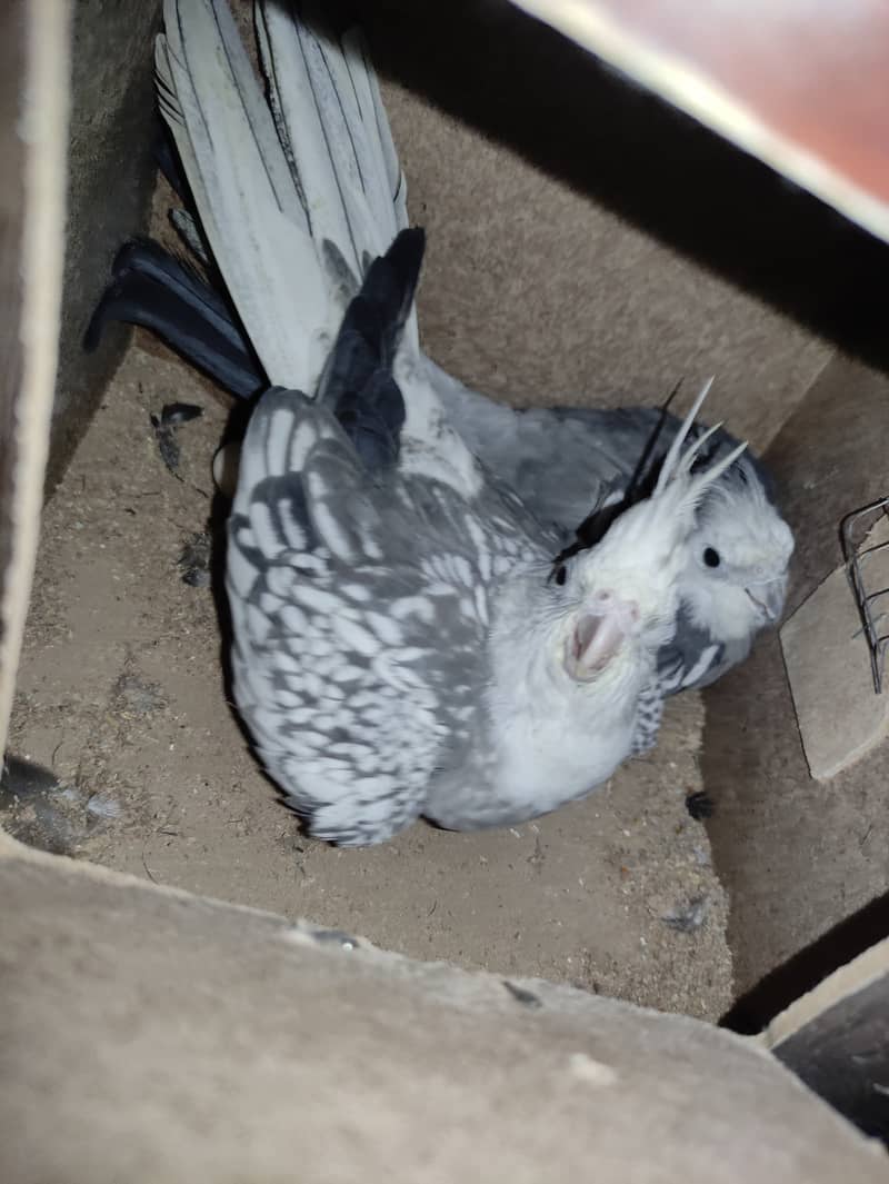 Cocktail Breeder Pair With Fertile Eggs - Love Birds - Cage in Lahore. 1