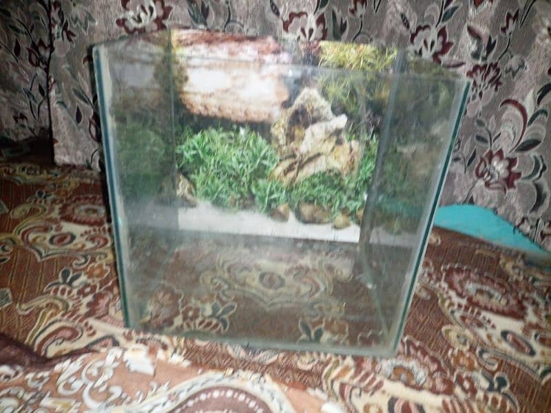 1 ft aquirium glass 3