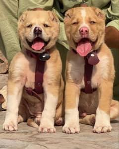 King Alabai pair pure breed security dog 2months for sale