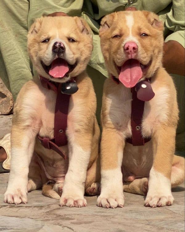 King Alabai pair pure breed security dog 2months for sale 0