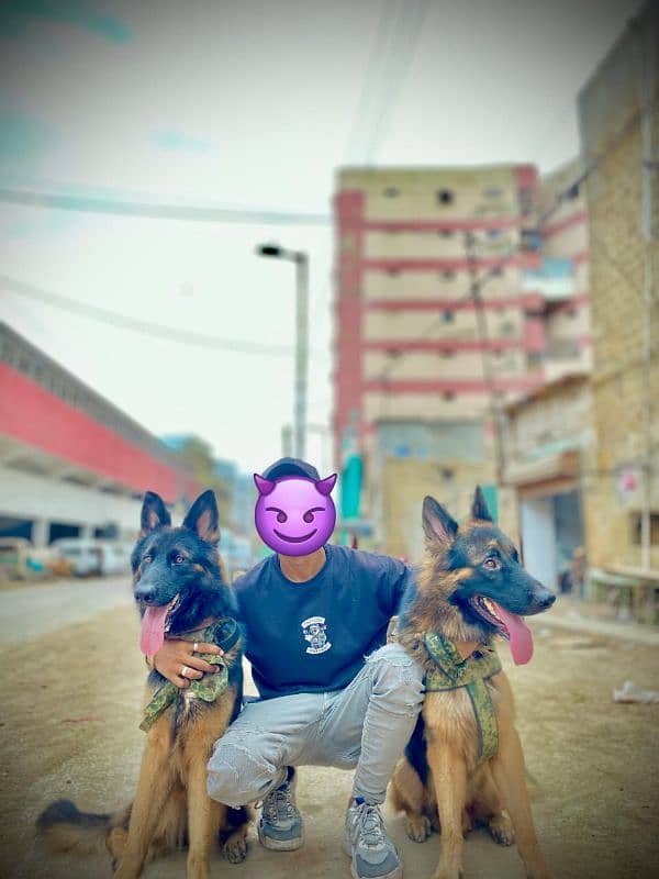 German Shepherd pair for sale 0