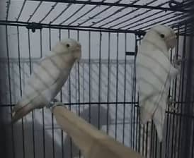 Cocktail Breeder Pair With Fertile Eggs - Love Birds - Cage in Lahore. 11