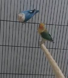 Cocktail Breeder Pair With Fertile Eggs - Love Birds - Cage in Lahore. 13