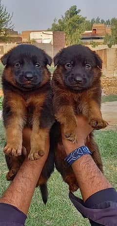 German shepherd puppies for sale / puppy / GSD pup / german shepherd