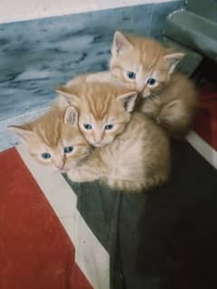 baby cats for sell good price