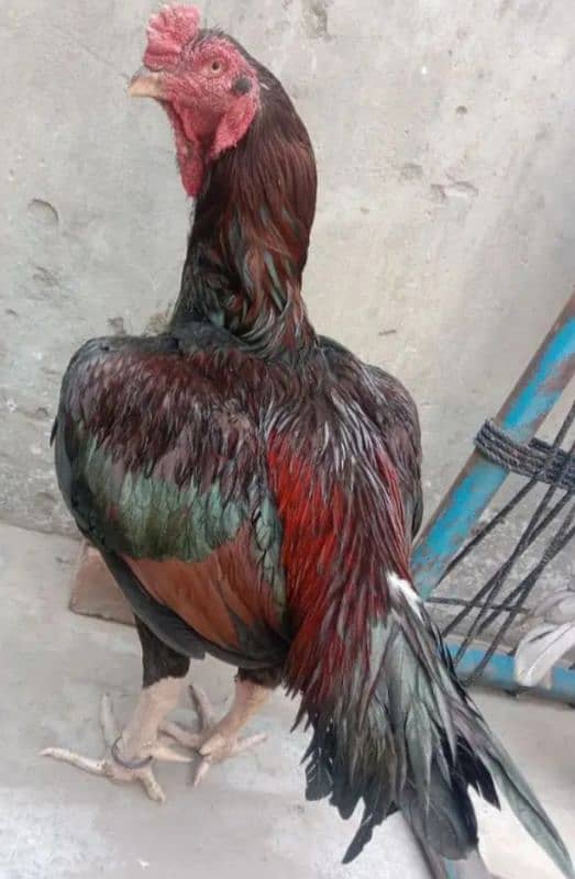 Pure Pure Purana Amroha for sale 4