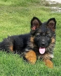 German shepherd puppies Double CoatMy WhatsApp number 03001868066