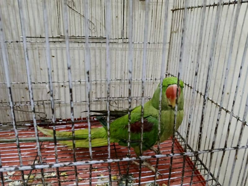 Kashmiri parrot female and Green ringneck female 0