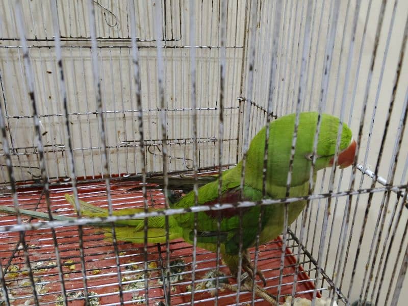 Kashmiri parrot female and Green ringneck female 1