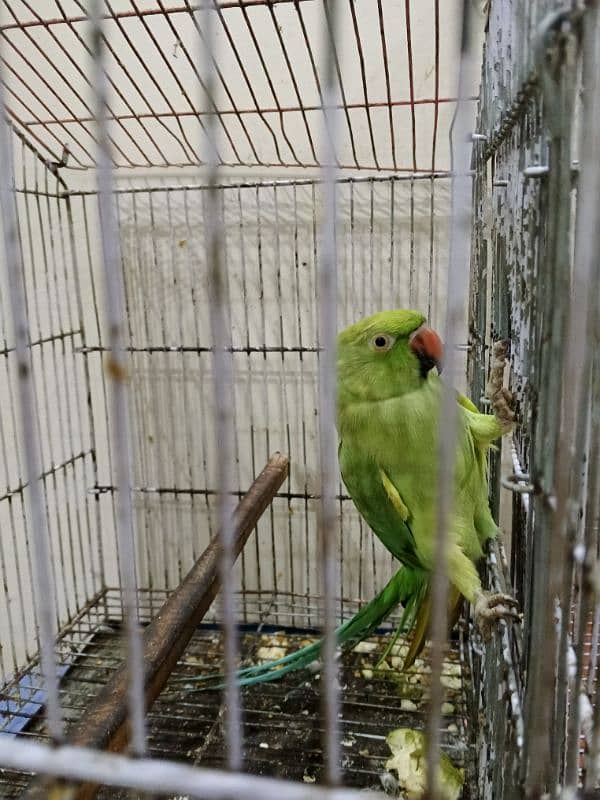 Kashmiri parrot female and Green ringneck female 2