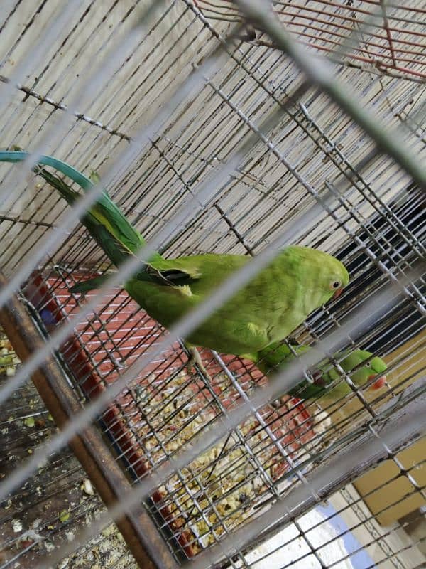 Kashmiri parrot female and Green ringneck female 3