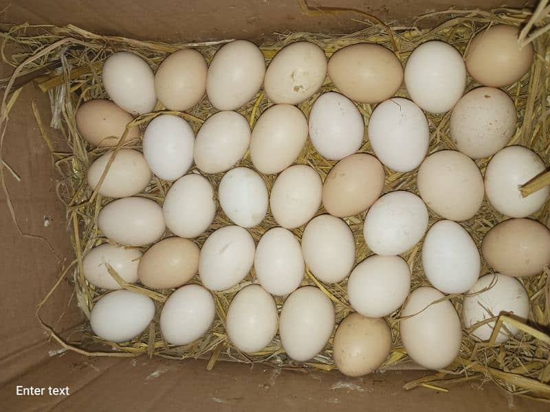 RIR and Australop fertile Egg 03224535024 3