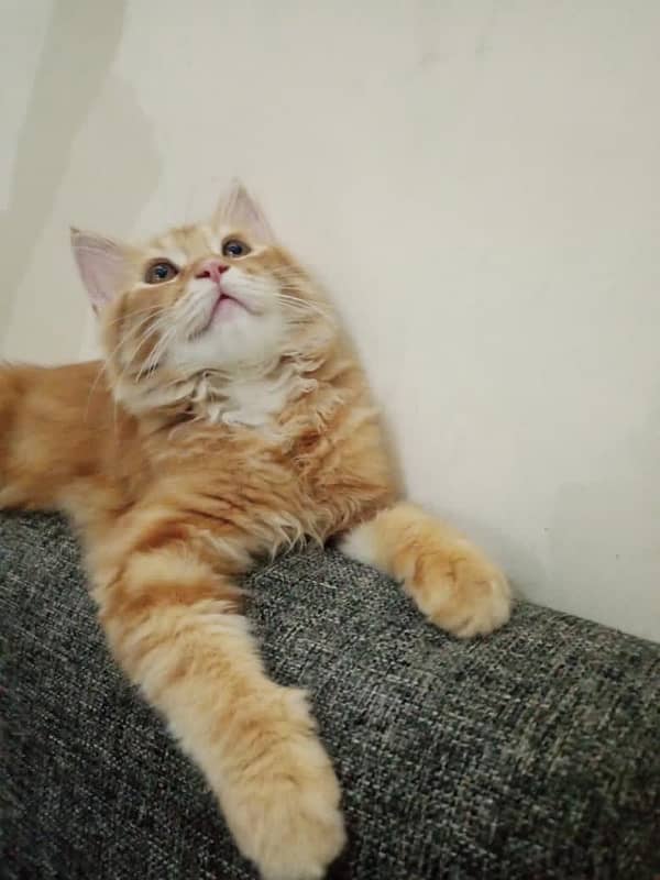 doll face persian kitten 3 months old for sale 1