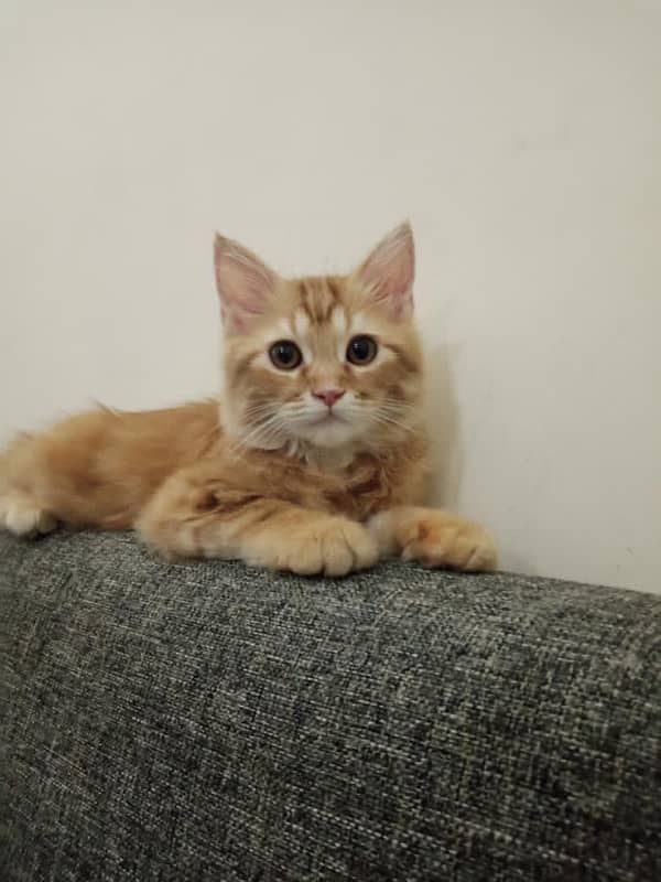 doll face persian kitten 3 months old for sale 2