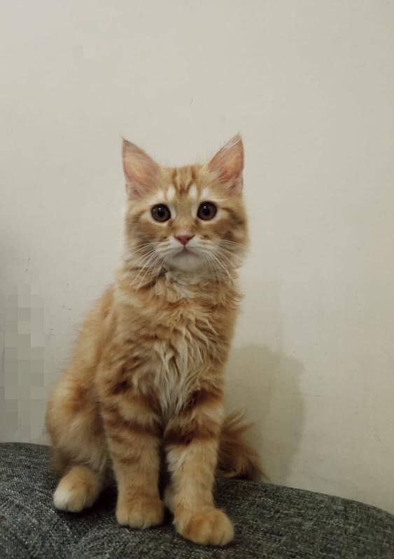 doll face persian kitten 3 months old for sale 3