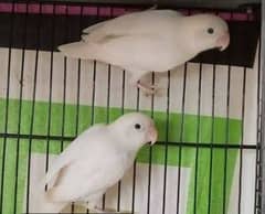 albino black aya breeder pair for sale