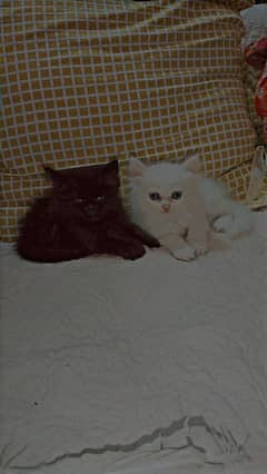 Persian kittens