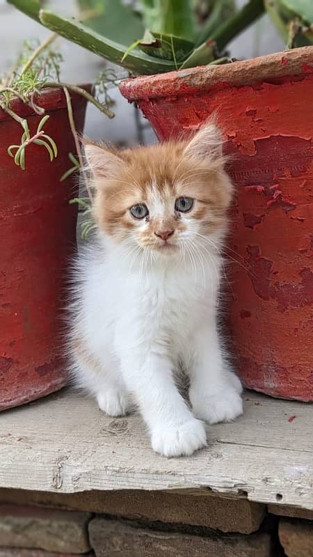 persian kitten female 0