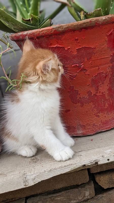 persian kitten female 1