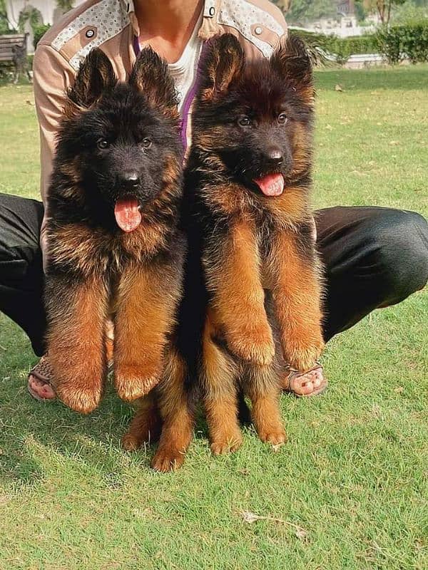 German shepherd puppies Double CoatMy WhatsApp number 03001868066 0