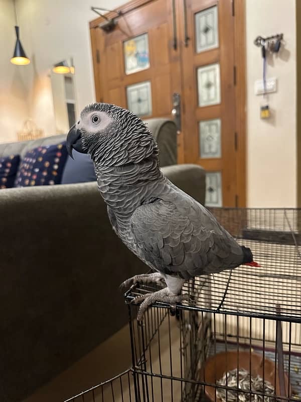 African grey 1