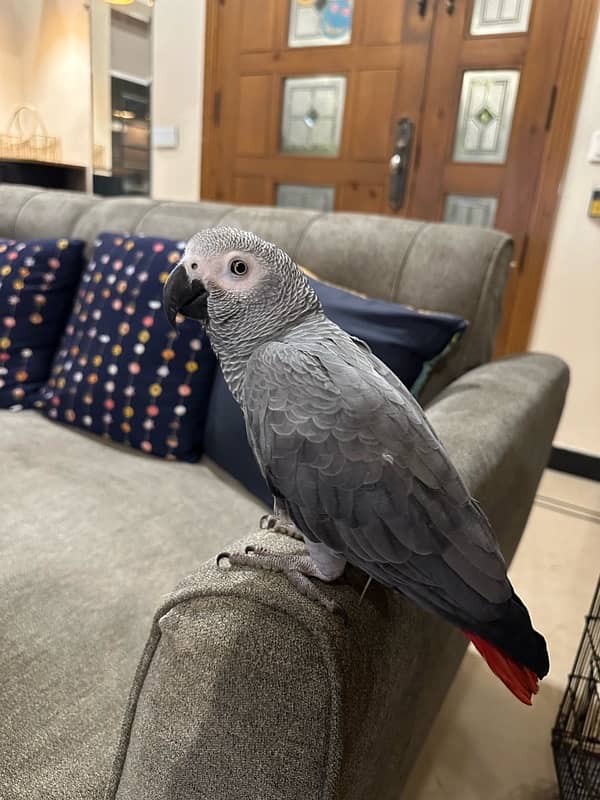 African grey 2