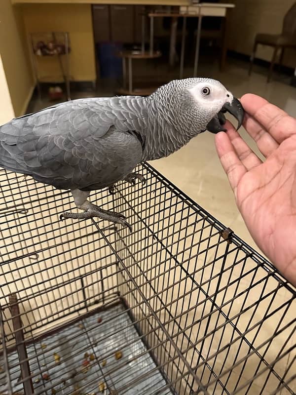 African grey 4