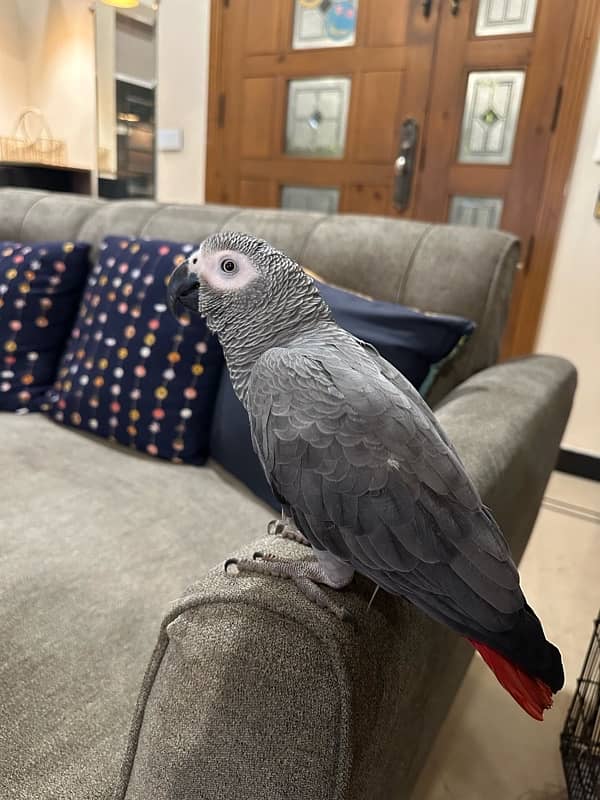 African grey 5