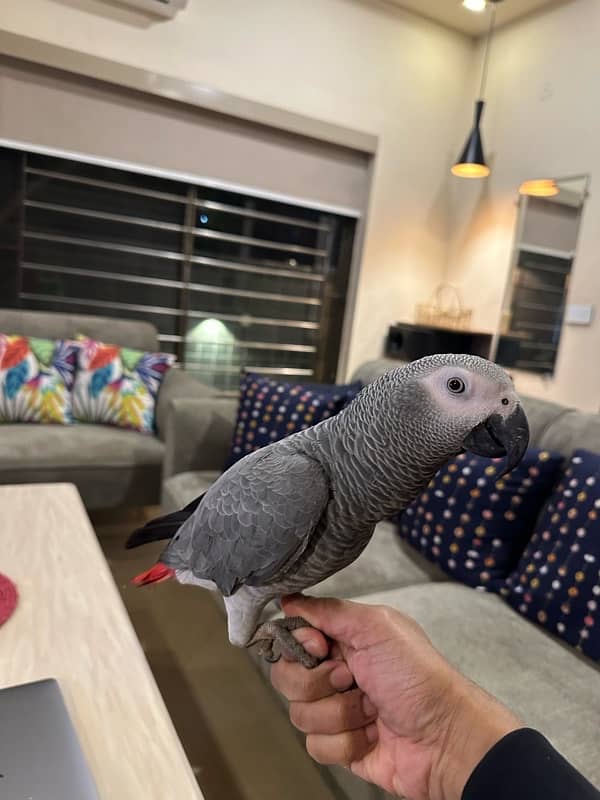 African grey 6