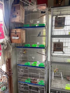 Cages for sale love bird Albino Cremino