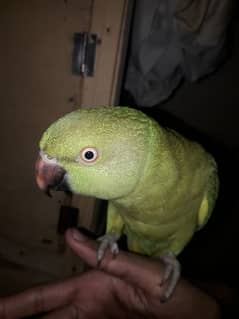 ring neck perrot