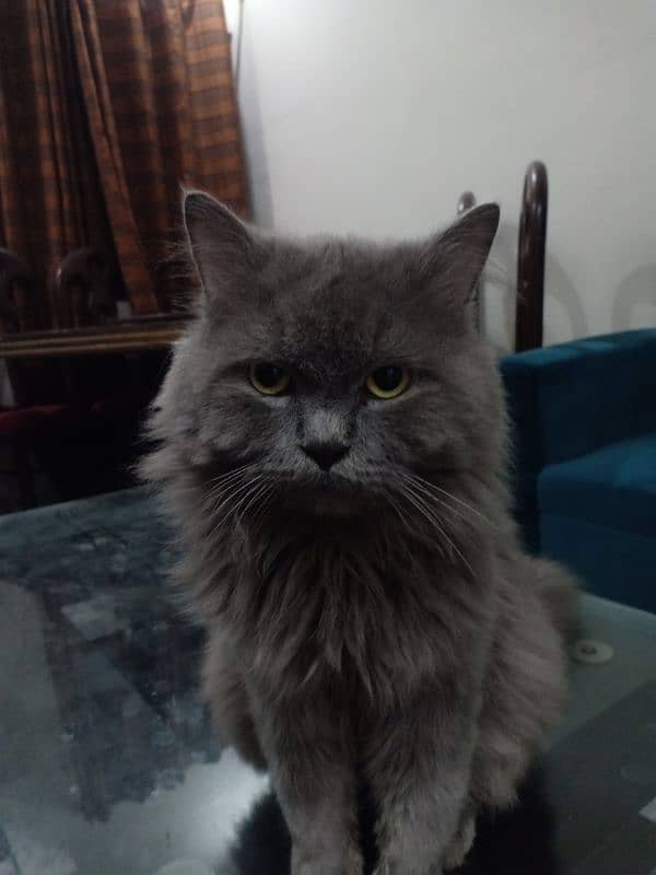 age 4 year. . . . . triple coat. . . . . . . vaccinated Male cat 1