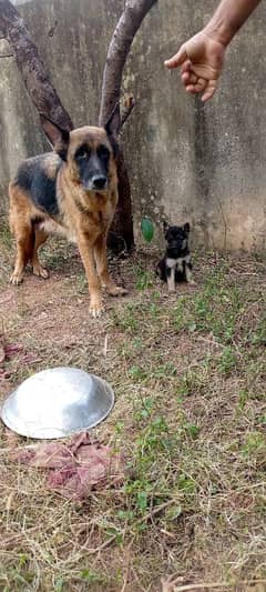 German shepherd female puppy